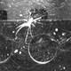 Una araña en un hábitat a bordo de la ISS.